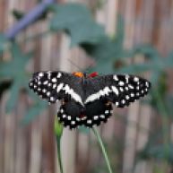lemoenvlinder (Papilio demodocus)