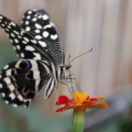 lemoenvlinder (Papilio demodocus)